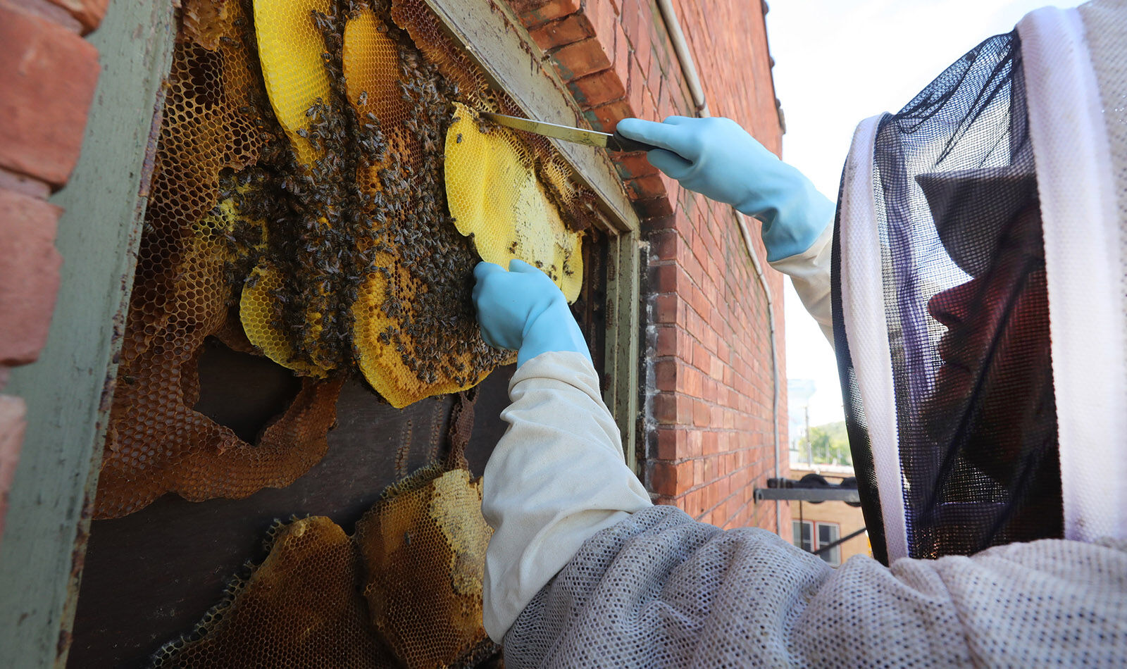 Bee colony removal